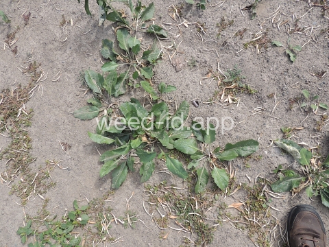 pepperweed, perennial